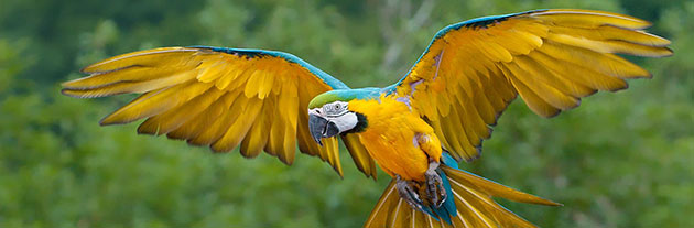volar1