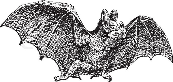 s32-hablar-mejor-vampire-phyllostoma-spectrum-1895