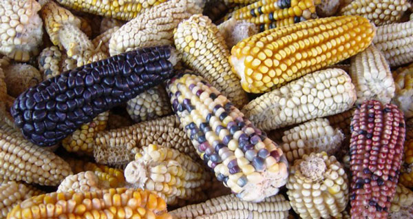 s39-gastrofilo-MAIZ-AZUL
