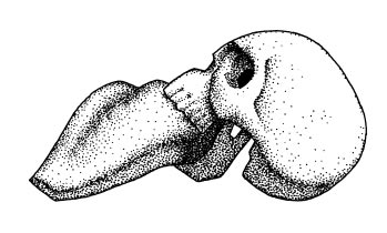 s51-lengua-craneo