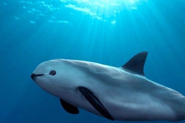 Vaquita