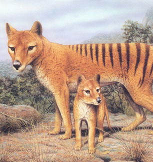 extincion-tasmania