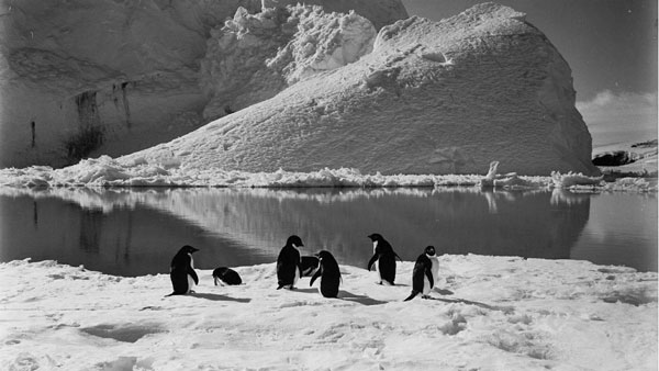 s50-ideas-polosur-pinguinos