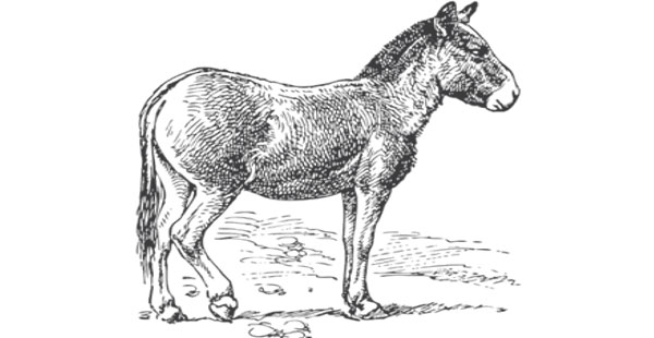 Huelum