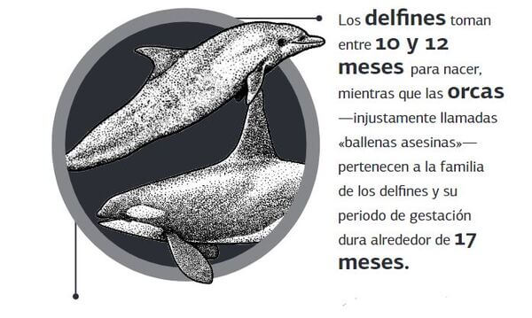 ¿Sabías que el tiempo de gestación para un tiburón anguila es de casi 3 años y medio?