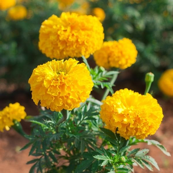flor de cempasúchil