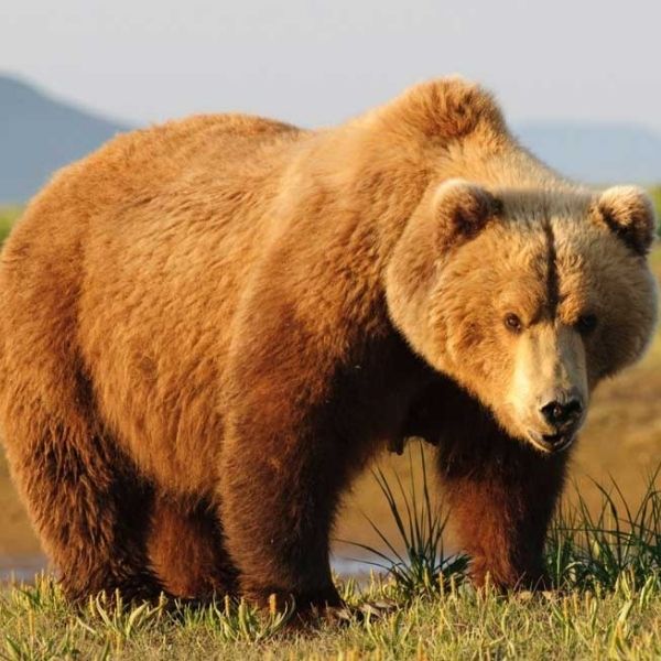 Qué bonitos son los osos
