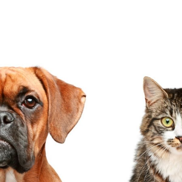 Sobre el amor a los animales