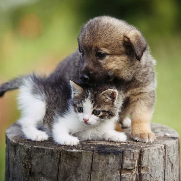 ¿Los animales tienen derechos?