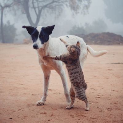 Top 10: Perros y gatos de escritores