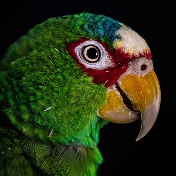 El loro: un Animal Extraordinario
