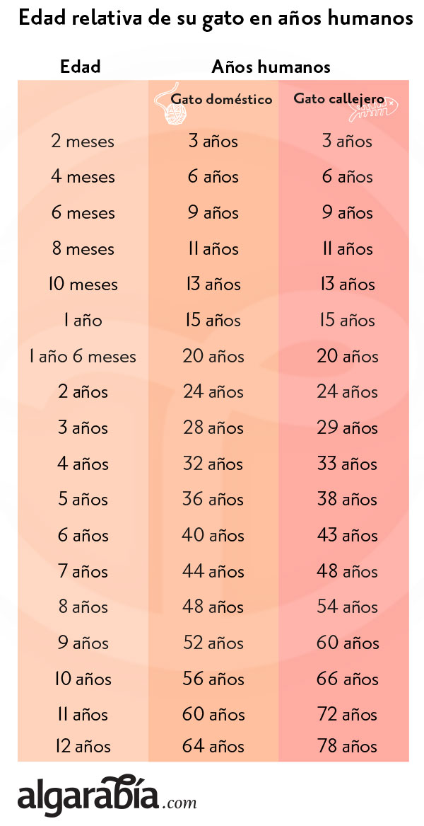 gato-edad-años