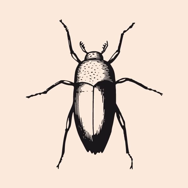 ¡Insectos por doquier!