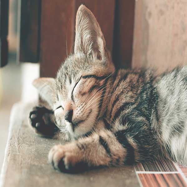 ¿Qué edad tiene mi gato?