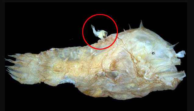 s9-ciencia-parejadispareja-Photocorynus spiniceps