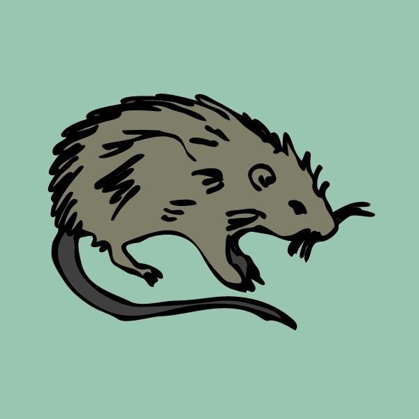 Mito: Las ratas transmitieron la peste bubónica