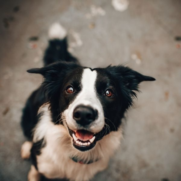 Tu perro se convirtió en «Mi sombra y yo»