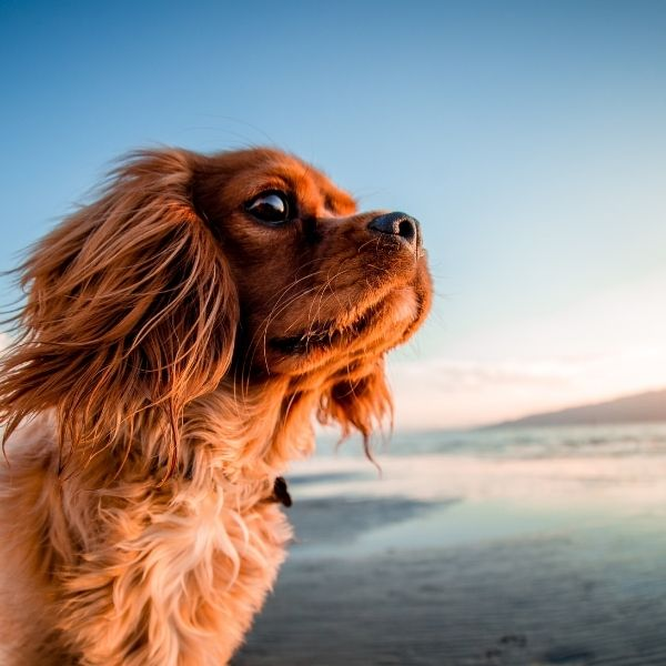 La vida secreta de tus mascotas
