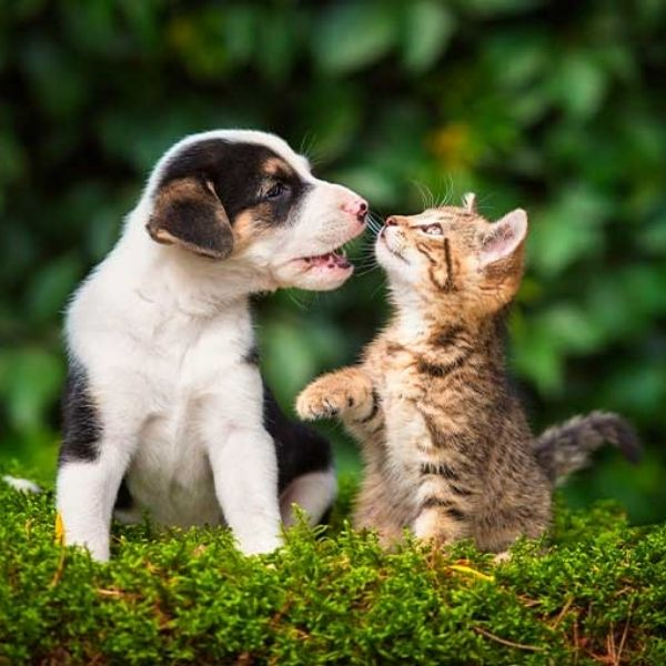 Derechos de los animales