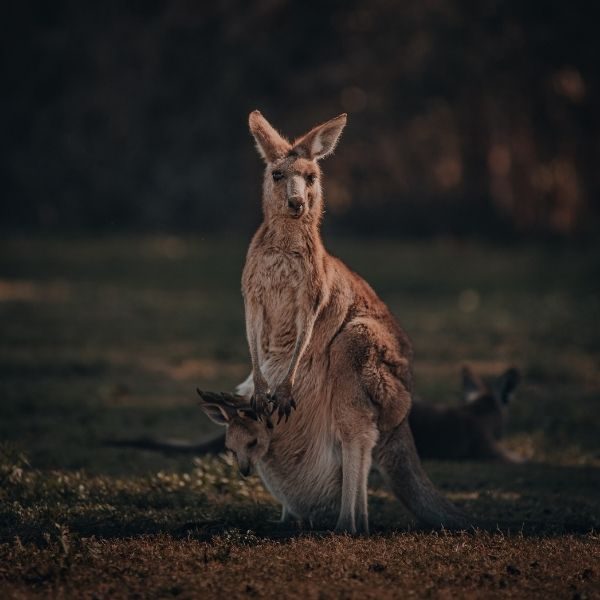 Canguro significa ‘no lo sé’ en lengua aborigen