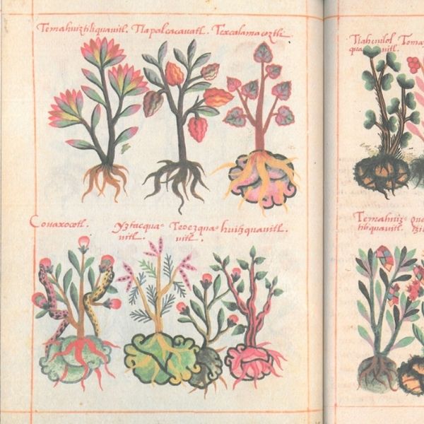 Nombrar y dibujar la naturaleza del Nuevo Mundo: Códice de la Cruz Badiano