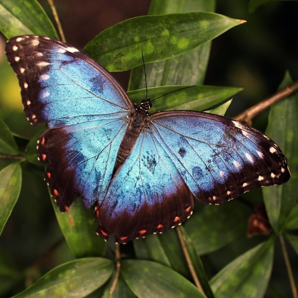 El azul en la naturaleza