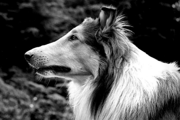 Lassie