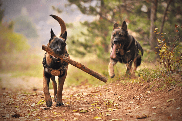 Perros