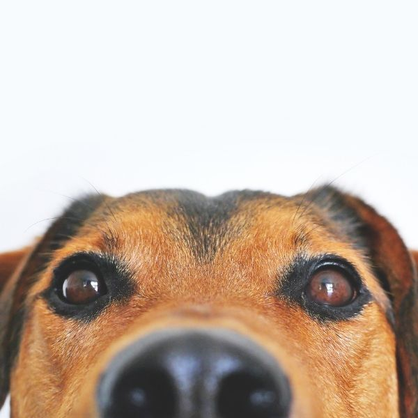 ¿Por qué le ponemos nombre a los perros?