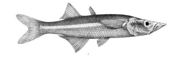 s32-lengua-Charal