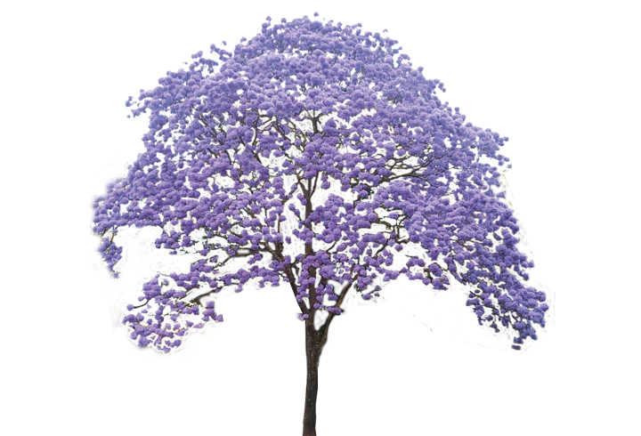 La chingada primavera