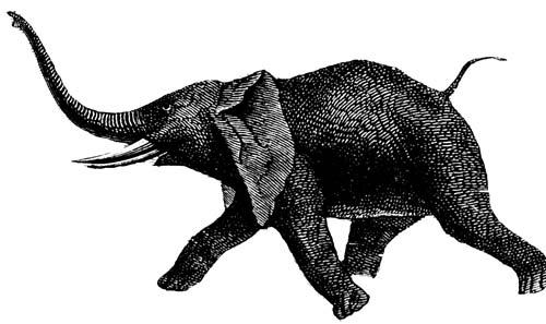 s4-ciencia-elefante