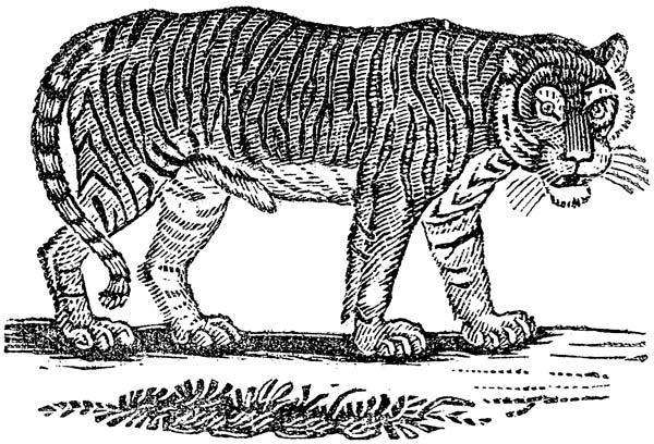 s4-ciencia-tigre
