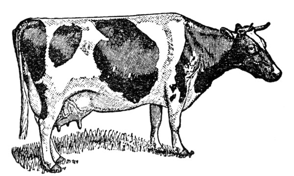 s4-ciencia-vaca