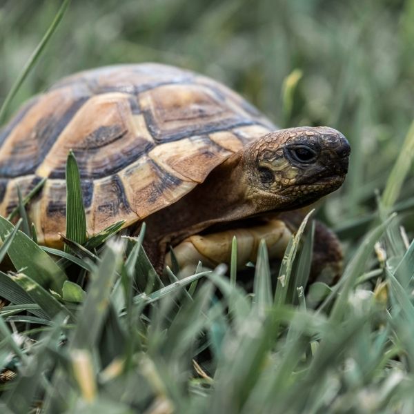 Top 10: Los animales más pequeños