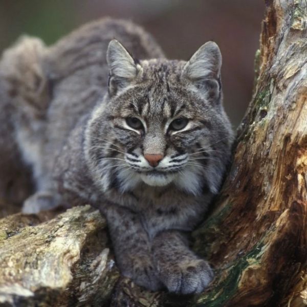 La gran familia de los felinos