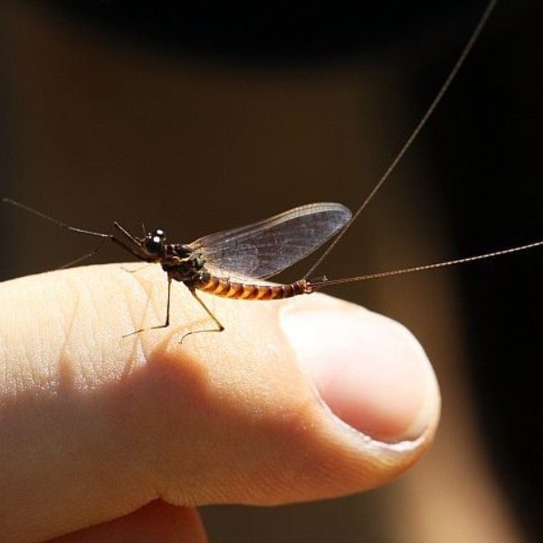 Efímero como mariposa