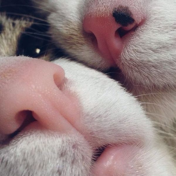 La ciencia de los gatos